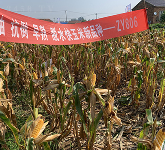 ZY806-��������-������ҵ