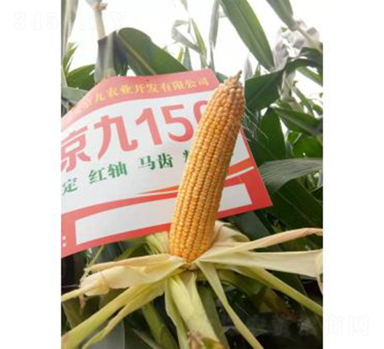 �󾩾�156-��������-�󾩾���ҵ