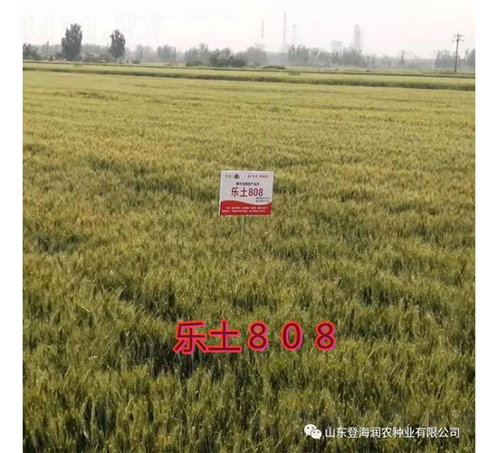 ����808-С������-��ũ��ҵ
