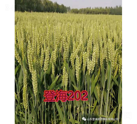 �Ǻ�202-С������-��ũ��ҵ