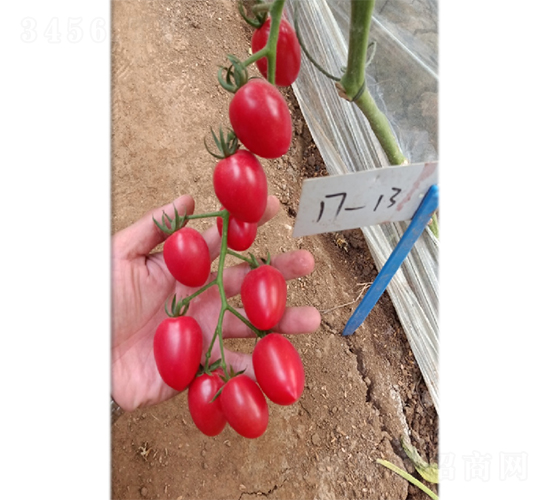 ӣ�ҷ���233-��������-���ζ�����