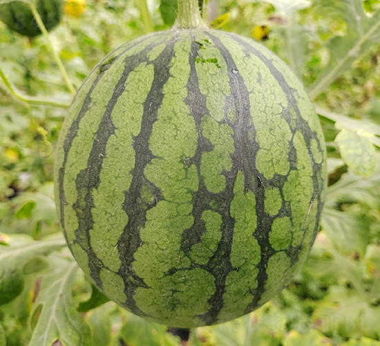 ��Ʒ����Բ���-��������-���ζ�����