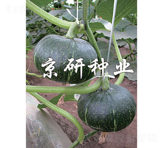 ���쾩����-�Ϲ�����-������ҵ