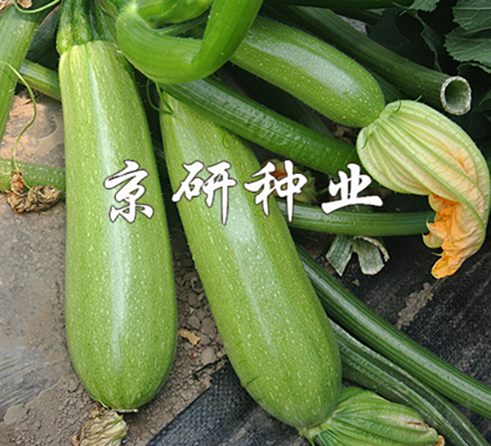 ����11��-����«����-������ҵ