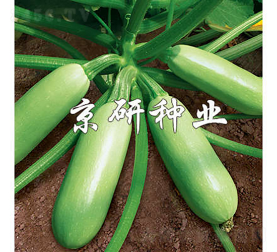��Ө-����«����-������ҵ