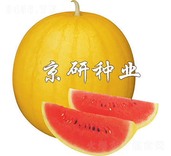��Ƥ����1��-��������-������ҵ