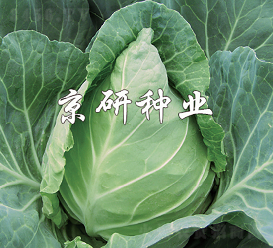 ţ��2��-��������-������ҵ