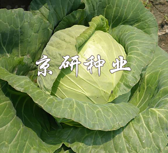 ����161-��������-������ҵ