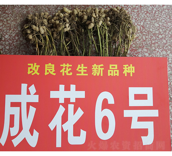 �ɻ�6��-��������-������ҵ