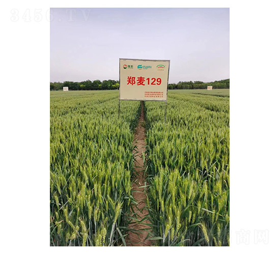 ֣��129-С������-������ҵ