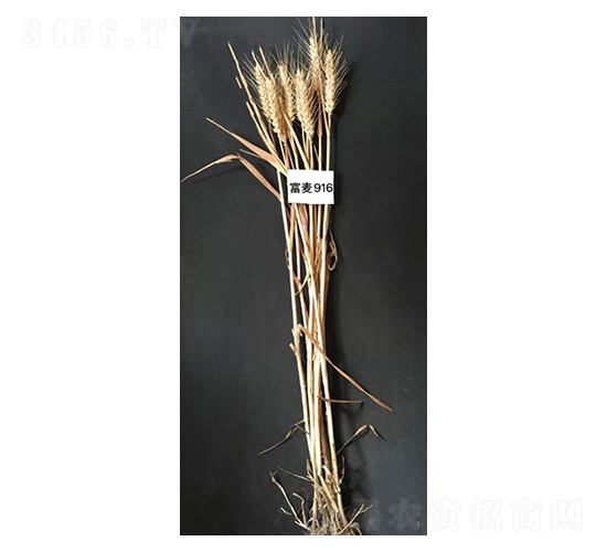 ����916-С������-������ҵ