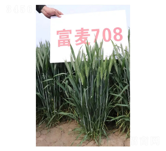 ����708-С������-������ҵ