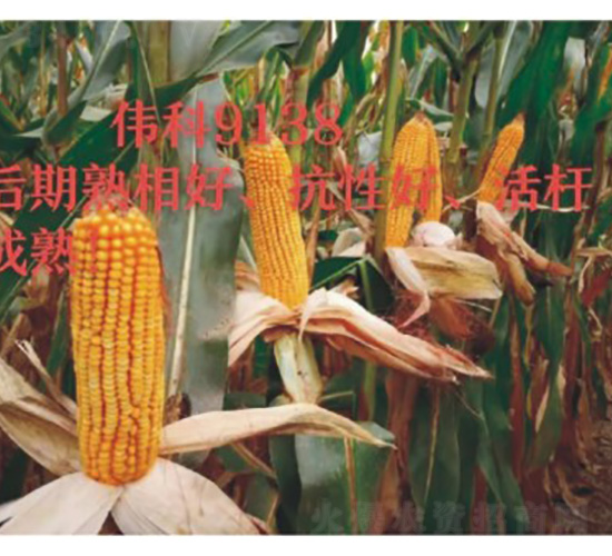 ΰ��9138-��������-������ҵ