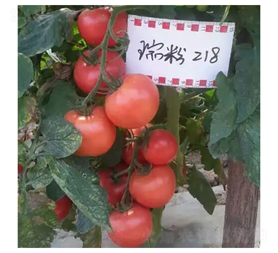 ���218-��������-��������