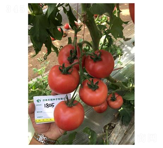 ���1805-��������-��������