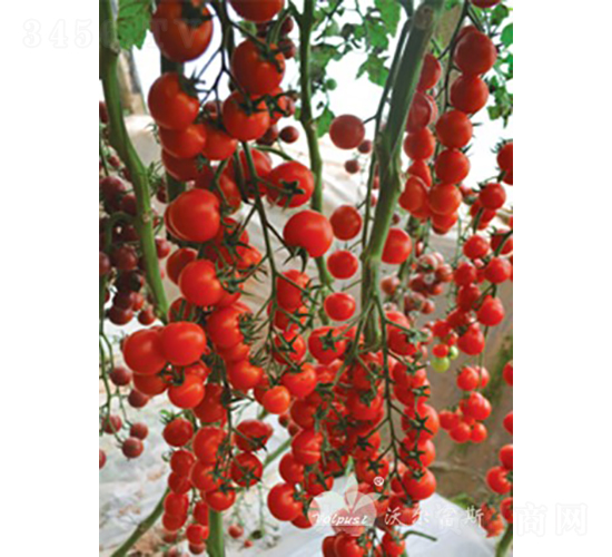�챴��F1����ɫԲ��С���ѣ�-��������-�ֶ���˹