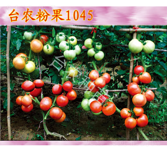 ̨ũ�۹�1045-��������-̨ũ����