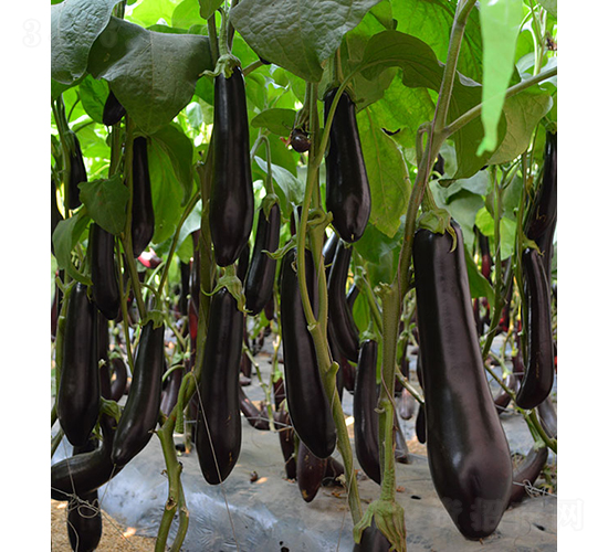 10-715-��������-��ũũҵ