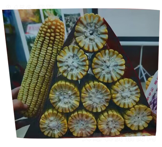 ®��9105-��������-������ҵ