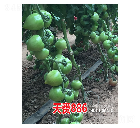 ����886-��ũ����