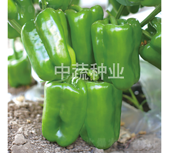 �н�115-������-������ҵ
