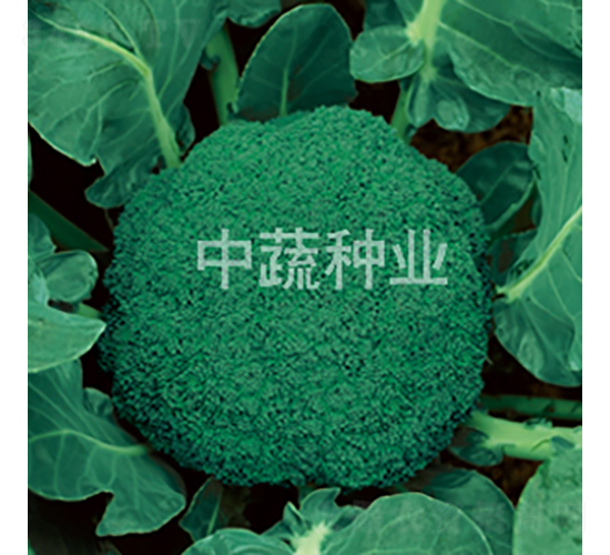 ����11��-�໨������-������ҵ