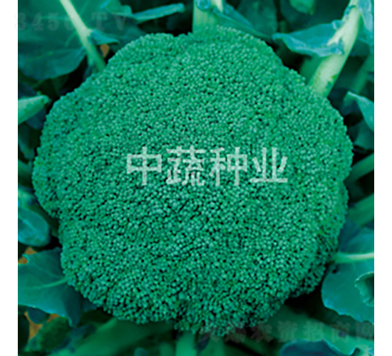 ����10��-�໨������-������ҵ
