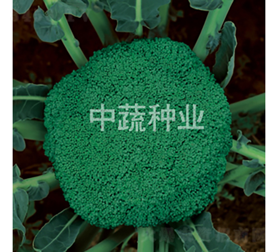 ����12-�໨������-������ҵ