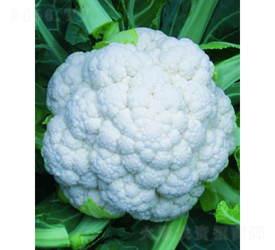 ѩ��85��Ҭ��-��Ҭ������-����