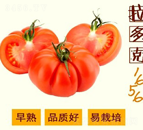 �����1656����-��������-����