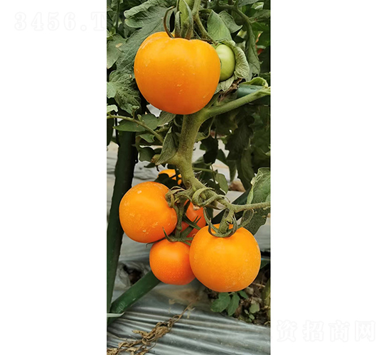 �����12�ŷ���-��������-����