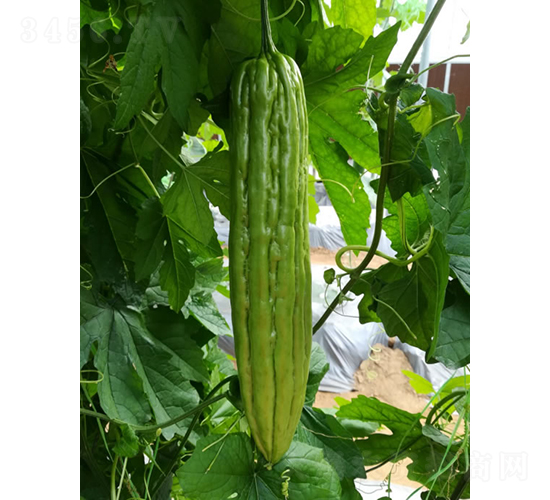 �쿡���-�������-����