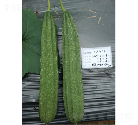 ����1101����˿��-˿������-����