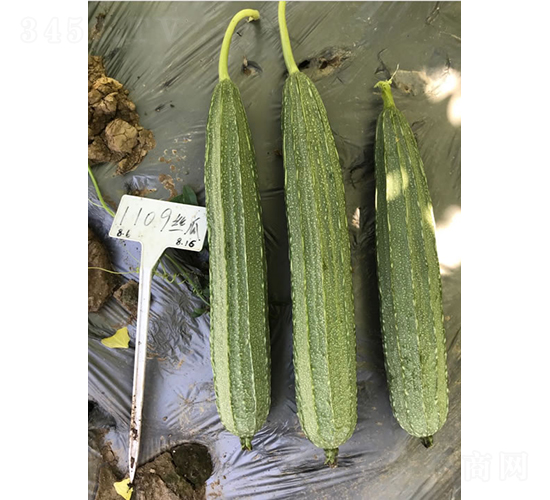 ����1109����˿��-˿������-����