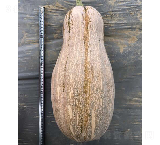 �۱�9���Ϲ�-�Ϲ�����-����