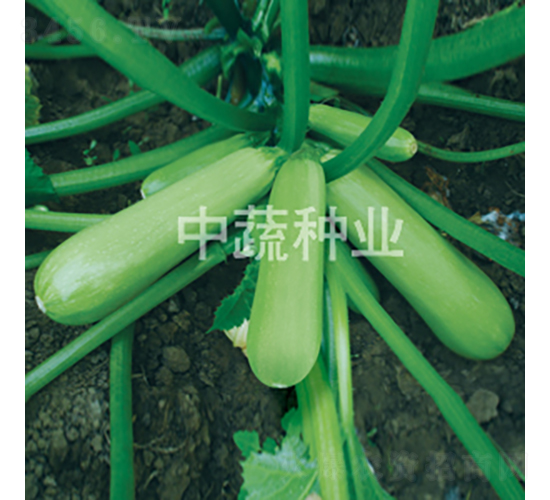 ��Ө����«-����«����-������ҵ