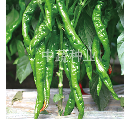 �н�1209-��������-������ҵ