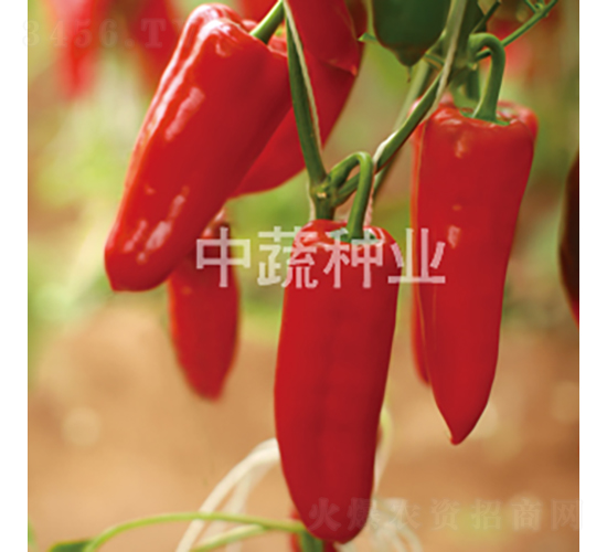 �н�206-��������-������ҵ