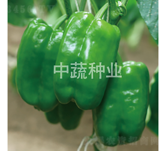�����н�252-��������-������ҵ