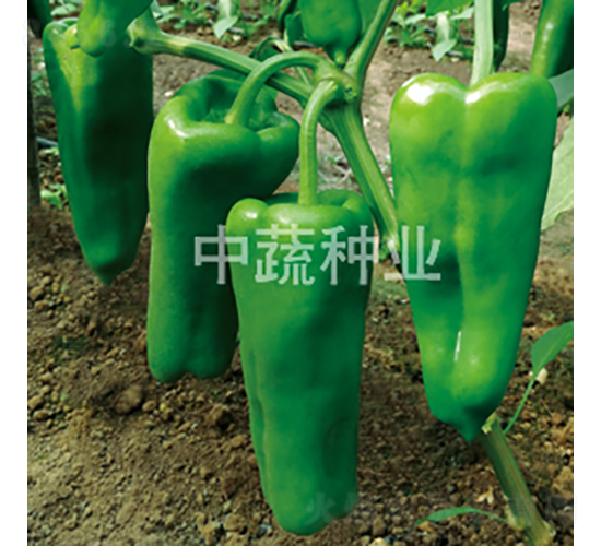 �н�306-��������-������ҵ