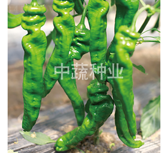 �н�509-��������-������ҵ