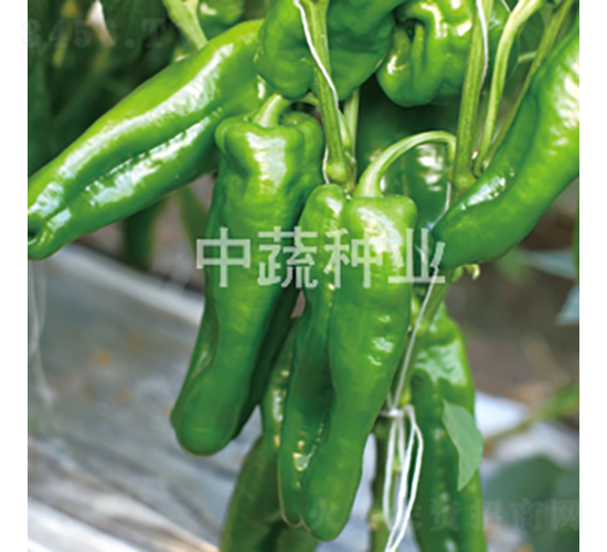 �н�506��-��������-������ҵ