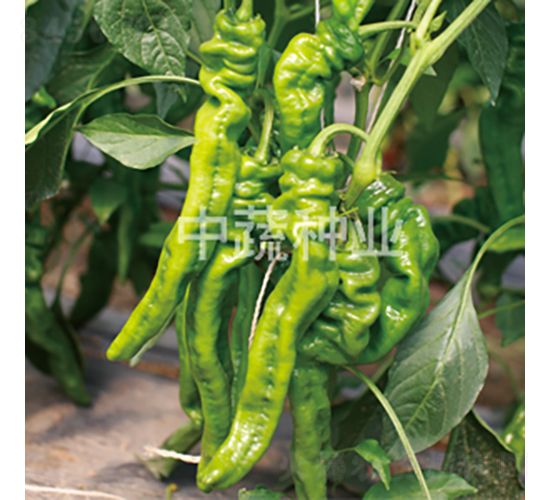 �н�409-��������-������ҵ