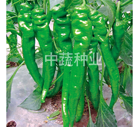 �н�109��-��������-������ҵ