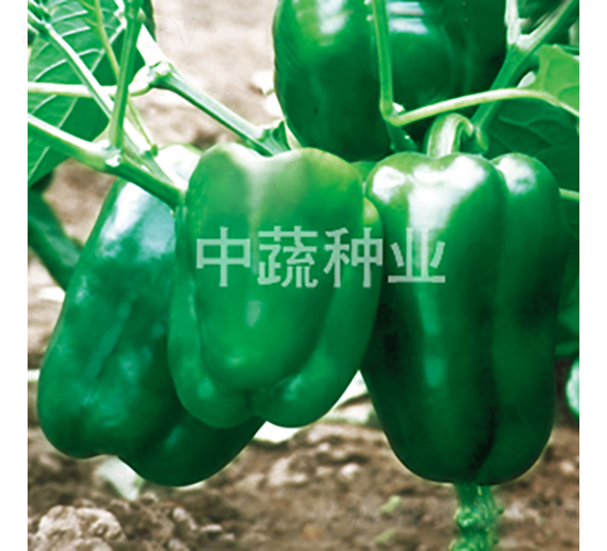 �н�8-������-������ҵ