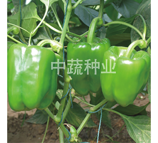 �н�105-������-������ҵ