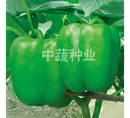 �н�108-������-������ҵ