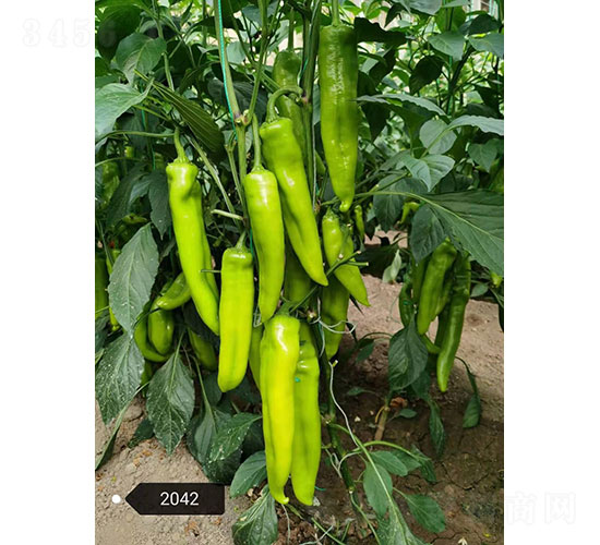 �Ͷ٣�2042���⽷����-����ũҵ