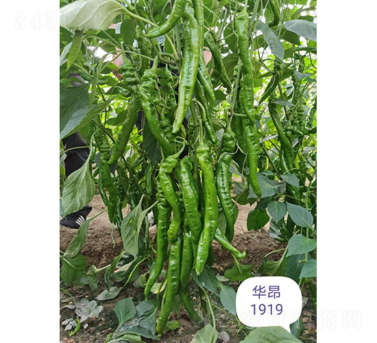 ����1919�⽷����-����ũҵ