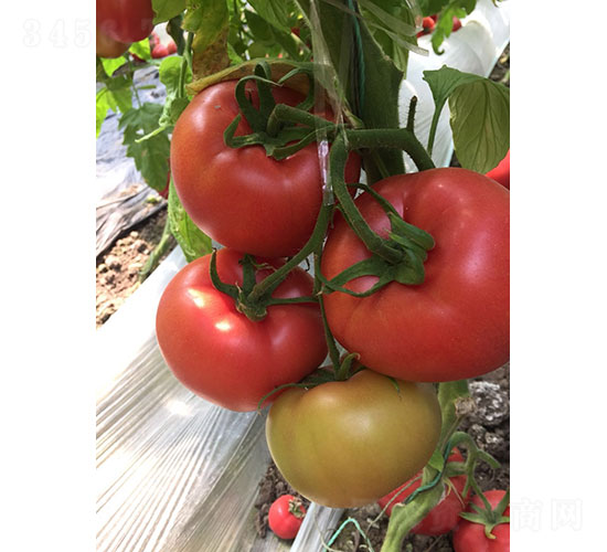 ����158��PT2022����������-����ũҵ
